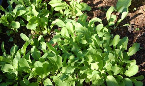 Growing Arugula For Great Salad Success Epic Gardening