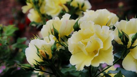 Pin by Rose Gardening on Rose Garden Design | Yellow rose bouquet, Rose bouquet, Rose garden design