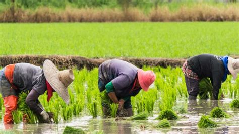 Rice Farmers Escape With N364m Central Bank Of Nigeria Loans In Taraba