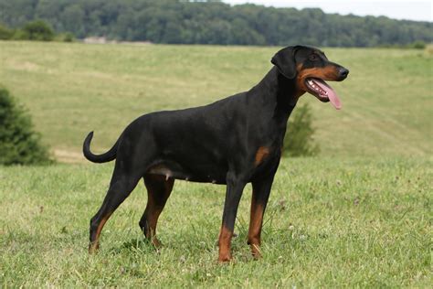 Dobermann Dog Breed Information Buying Advice Photos And More