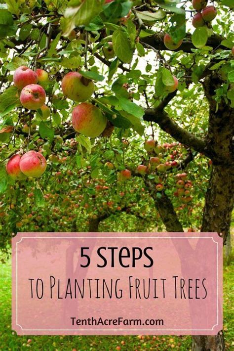 5 Steps To Planting Fruit Trees Planting Fruit Trees