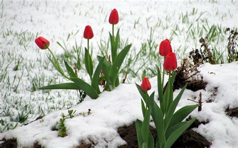 1920x1200 Flowers Red Tulips Snow Winter Tulip Wallpapers 1920x1200
