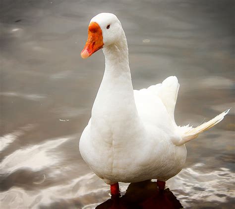 List 90 Pictures What Is A Baby Goose Stunning 092023