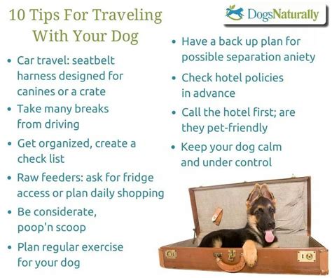 Tips For Traveling Wyour Dog Your Dog How To Plan Dogs