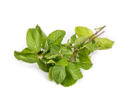 Fresh Aromatic Peppermint Leafs On White Background Stock Photo Image