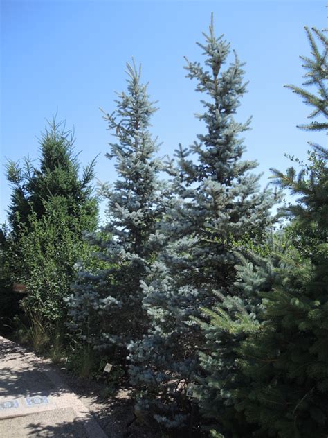 Picea Pungens Hoopsi Hoopsi Colorado Blue Spruce City Of Fort Collins