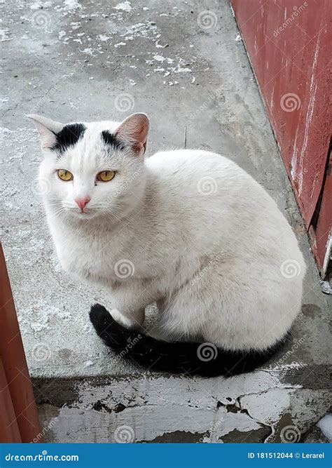 A White Street Cat With Black Spots Sits Dirty On Concrete And Is Sad