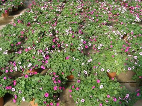Petunias Easy Wave Assorted Parks Wholesale Plants