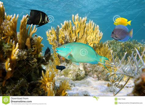 Colorful Tropical Fish In Coral Reef Stock Photo Image