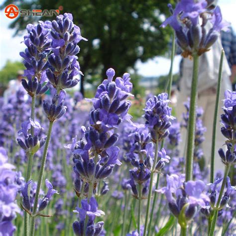French Provence Lavender Seeds Potted Plant Seeds Very Fragrant Spring Lavender Perennial Seeds
