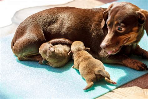 Mother Dog Moving Her Puppies Miss Molly Says