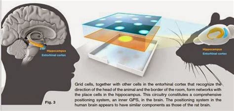 What Are Place Cells And Grid Cells In Brain Nobel Prize In Physiology