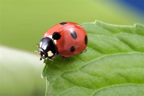 Les Points Dune Coccinelle Donnent Son Ge Vrai Ou Faux