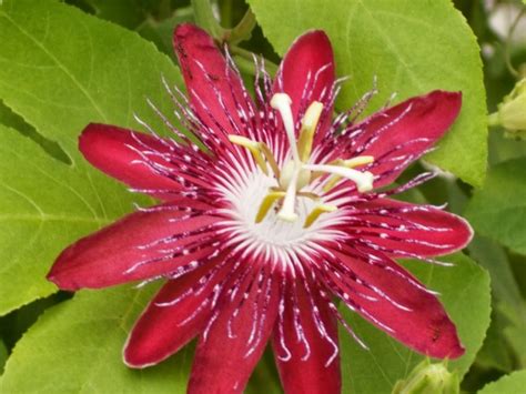 Passiflora Coccinea Techieoldfox