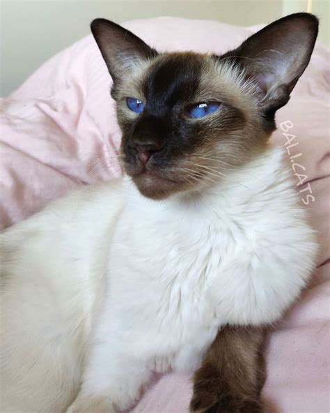 Siamese Cats For Adoption In Florida