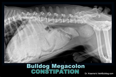 Constipation And Megacolon In Bulldog And French Bulldog Tips And Warning