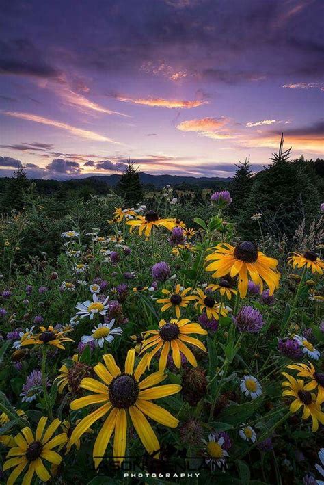 Western North Carolina Wildflowers Photography Scenery Photos