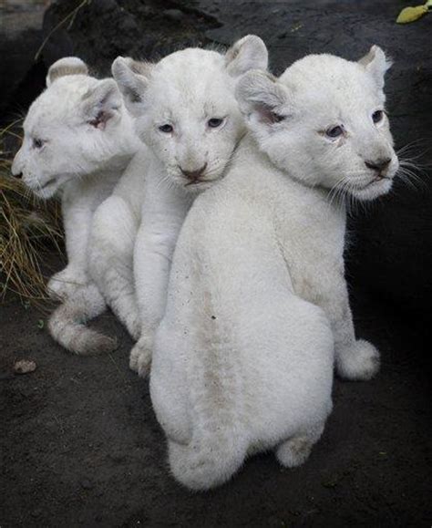 Cute White Lioness Bears 3 Cubs In Argentina