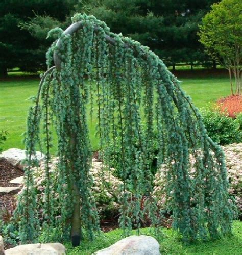 70 Best Weeping Evergreen Trees Images On Pinterest Evergreen Trees