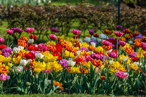 Spring Flowering Bulbs Thames Valley Landscapes