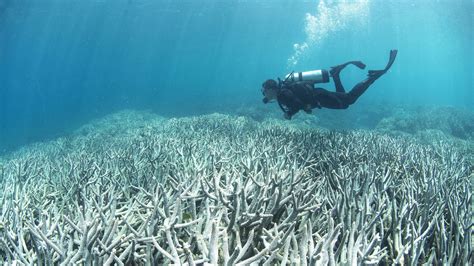 Damage To Great Barrier Reef From Global Warming Is Irreversible