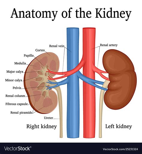 Anatomy Kidney Royalty Free Vector Image Vectorstock