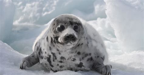 could 2020 finally bring an end to the commercial seal hunt in canada
