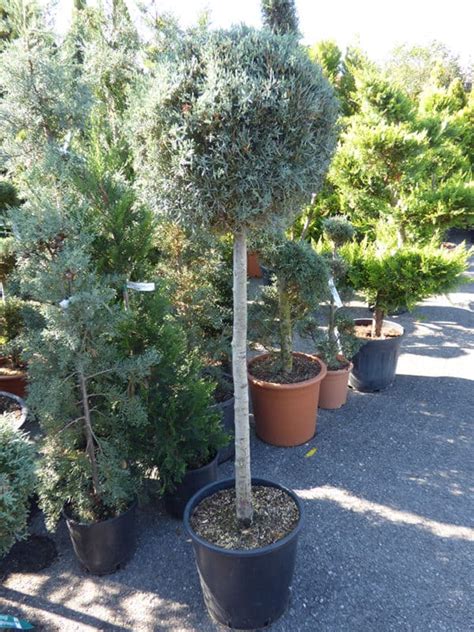 Stimmungsvolle lichtakzente für garten, terrasse oder balkon. Kugelbäume für jeden Garten - Gärtnerei Schwitter AG