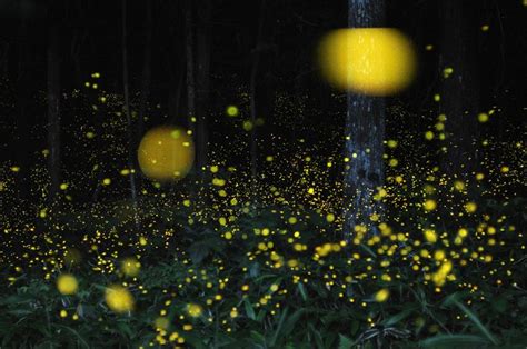 Magical Long Exposure Firefly Photos Go Viral Firefly Photography