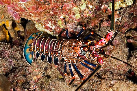Banded Spiny Lobster Panulirus Marginatus Maui Hawaii