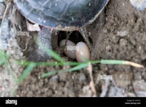 Turtle Laying Eggs In Nest Stock Photos & Turtle Laying 