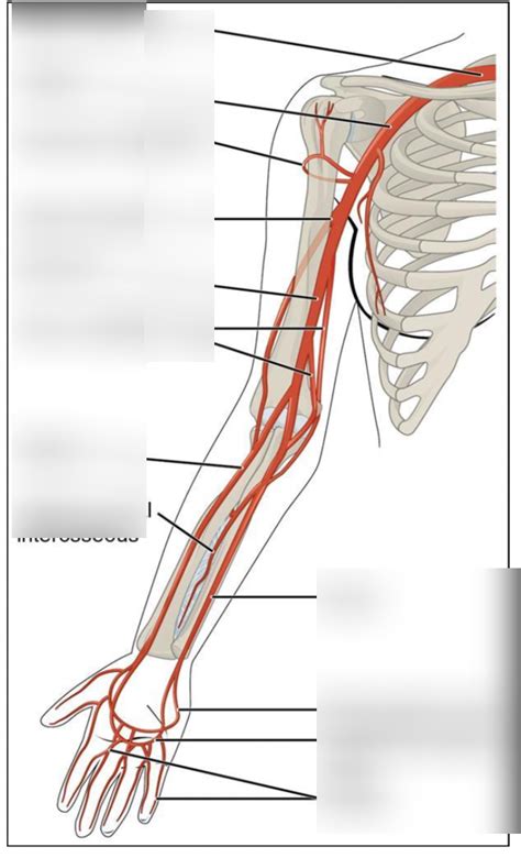 Arteries Of Arm Diagram Quizlet