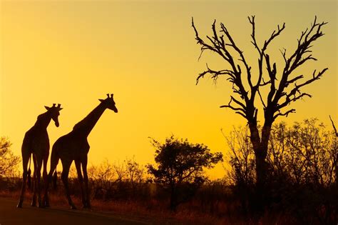 The Kruger National Park South Africa 8 Stupendous