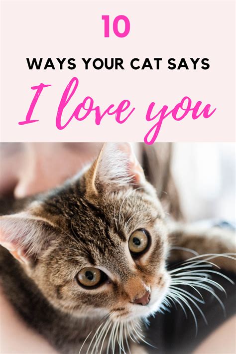 Ways Your Cat Says I Love You