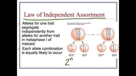 When Does Independent Assortment Occur In Meiosis Slidesharetrick