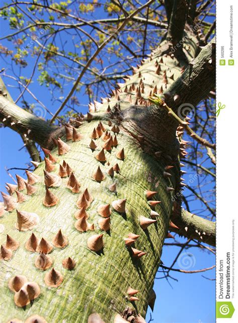 Thorn Tree Stock Photo Image Of Defence Nature Plant