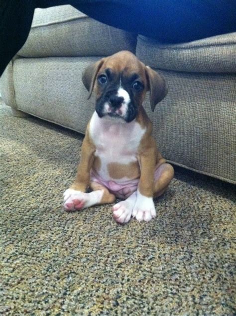 A Friends New Boxer Pup Imgur Cute Boxer Puppies Boxer Puppies