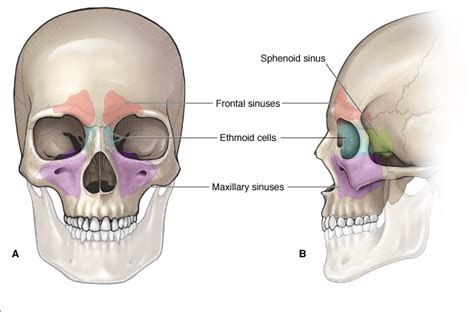 The right and left nasal bones are joined by a thick synostosis that extends from the nasal root just below the glabella to the cribriform plate separates the nasal cavity from the anterior cranial vault. Anatomy Of Sinuses In Head