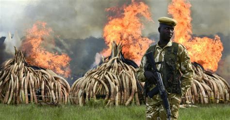 Kenya Burns 100 Tons Of Elephant Ivory Rhino Horn In Poaching Protest