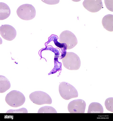 Trypanosoma Brucei Hi Res Stock Photography And Images Alamy