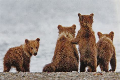 Brown Bear Cubs Cute Kodiak Bear Grizzly Bear Polar Bear Bear Cubs Big Bear Black Bear