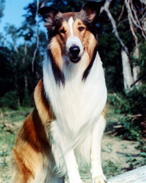 Lista 99 Foto Que Raza Es El Perro Lassie Mirada Tensa