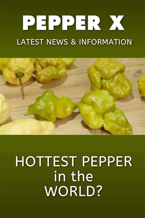 Pepper X Hottest Pepper In The World Latest News And Information Chili Pepper Madness