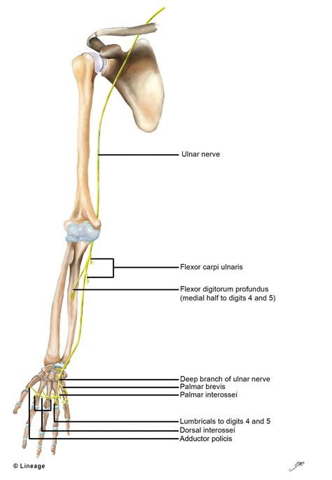 Ulnar Nerve Msk Medbullets Step 1