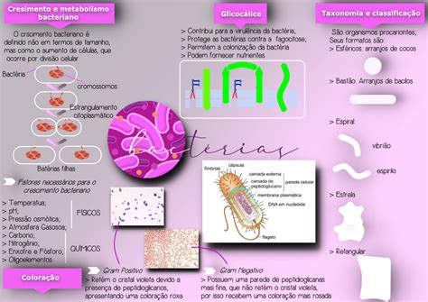 Bacterias Mapa Mental