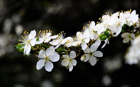 My videos are showing how to paint with. White cherry blossoms public domain free photos for ...
