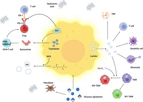 Frontiers Metabolic Reprogramming And Immune Evasion In