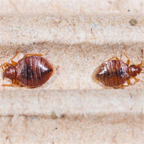 Can Bed Bugs Crawl On Ceilings Shelly Lighting