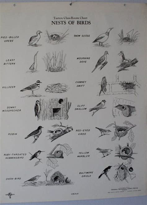 Identification Chart Of Birds And Their Nests
