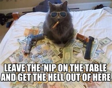 Lolcats Gangster Lol At Funny Cat Memes Funny Cat Pictures With